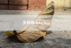 北极熊 Polar bear