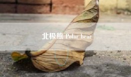 北极熊 Polar bear