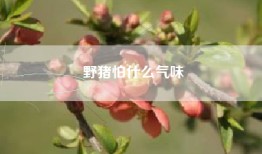 野猪怕什么气味