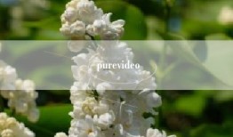purevideo