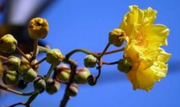 且战且走指是代表什么生肖，答案精准落实