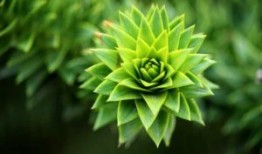 打胎药在线下单微信能查到吗—(网络商城)第一时间发货+正品包邮!
