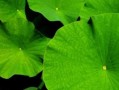 立领夹克里面配什么样的T恤呢？