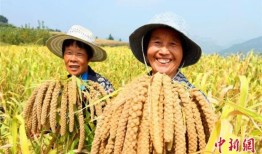 齐鲁大地丰收画卷徐徐展开：瓜果飘香，颗粒归仓