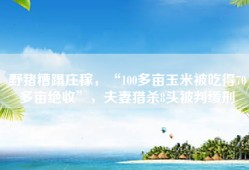野猪糟蹋庄稼，“100多亩玉米被吃得70多亩绝收”，夫妻猎杀8头被判缓刑