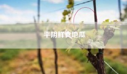 平阴鲜食地瓜