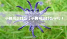 手机端是什么（手机端是什么字母）