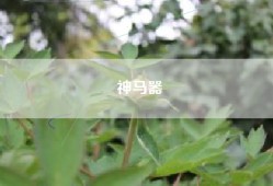神马器