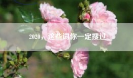 2020，这些词你一定搜过