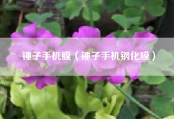锤子手机膜（锤子手机钢化膜）
