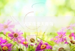 石家庄北大青鸟