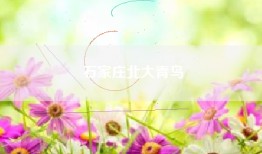 石家庄北大青鸟