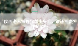 陕西老人被野猪袭击身亡，谁该担责？律师解析