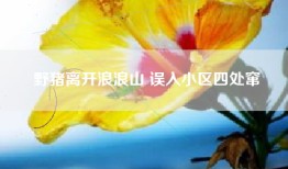 野猪离开浪浪山 误入小区四处窜