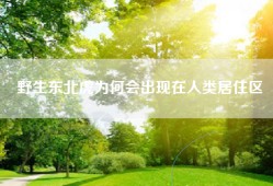 野生东北虎为何会出现在人类居住区