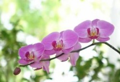 广东民航招飞现场 广东省高中生理科生，关于民航招飞录取分数线的要求！谢谢！