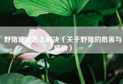 野猪泛滥怎么解决（关于野猪的危害与威胁）