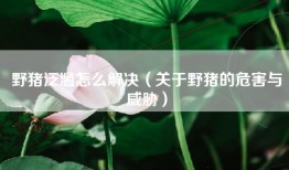 野猪泛滥怎么解决（关于野猪的危害与威胁）