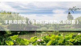 手机拍荷花（手机拍荷花怎么拍好看）