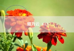 磁力云  6.1.1