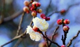 昆山楼市最新销售动态及市场趋势与前景展望
