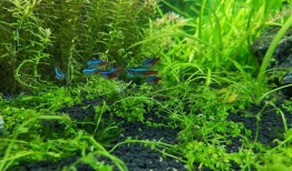和荣耀Magic3 Pro一起挑战水下拍摄 与鱼儿零距离接触手机一「和荣耀Magic3 Pro一起挑战水下拍摄 与鱼儿零距离接触」