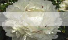 日皮大王