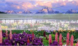 北极熊：冰上侦探 Polar Bears： Spy on the Ice