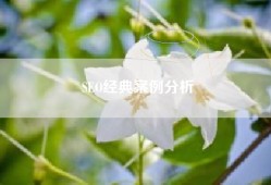 SEO经典案例分析