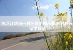 黑龙江饶河一村庄旁出现东北虎 村民在家中躲避