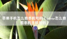 苹果手机怎么查本机号码（iphone怎么查看本机手机号码）
