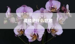 裙楼是什么意思