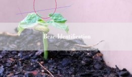 Bear Identification