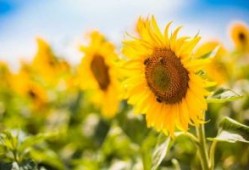 端午节客户节活动