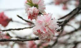 乡镇蜜雪冰城加盟费明细表，县城蜜雪冰城加盟多少钱