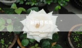 脑网络系统