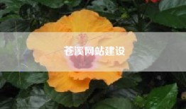 苍溪网站建设