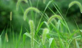 比拟苍穹 大美藻井