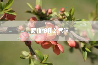 野猪怕什么气味