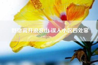 野猪离开浪浪山 误入小区四处窜