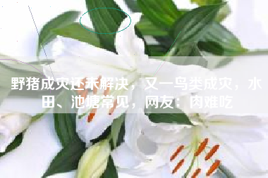 野猪成灾还未解决，又一鸟类成灾，水田、池塘常见，网友：肉难吃