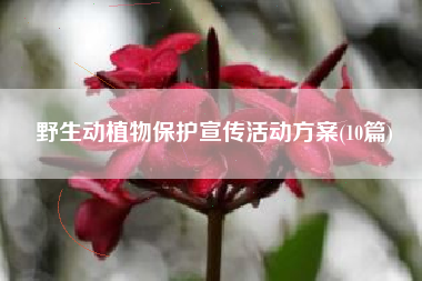 野生动植物保护宣传活动方案(10篇)