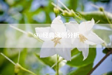SEO经典案例分析