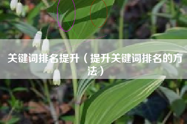 关键词排名提升（提升关键词排名的方法）