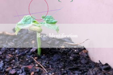 Bear Identification