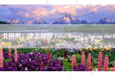 北极熊:冰上侦探 Polar Bears: Spy on the Ice 北极熊:冰上侦探 Polar Bears: Spy on the Ice