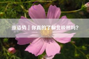 涨姿势｜你真的了解北极熊吗？