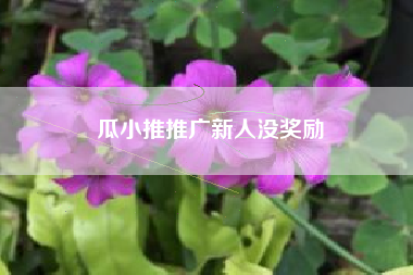 瓜小推推广新人没奖励