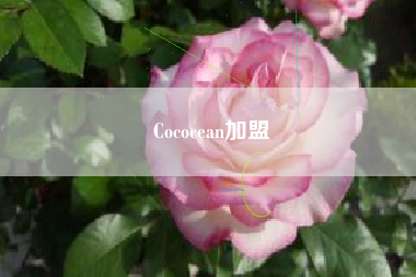 Cococean加盟