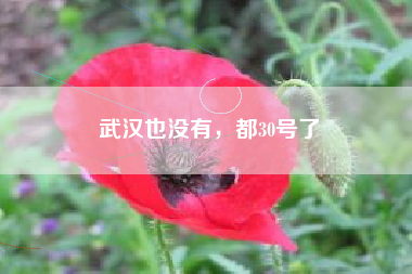 武汉也没有，都30号了